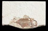 Cretaceous Fossil Fish (Ctenothrissa) - Lebanon #53923-1